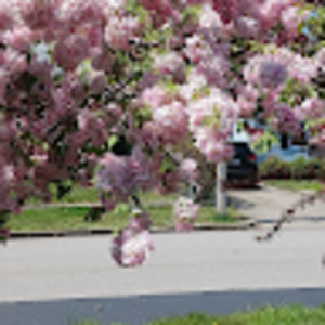 Meet your Posher, Genivee